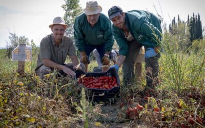 Il pomodoro: tra qualità, gusto e salute